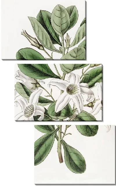 Картина Липкий антоцерцис (1815-1819)