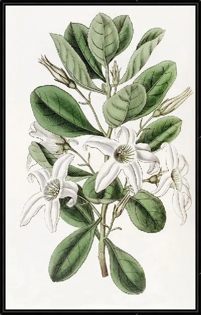 Картина Липкий антоцерцис (1815-1819)