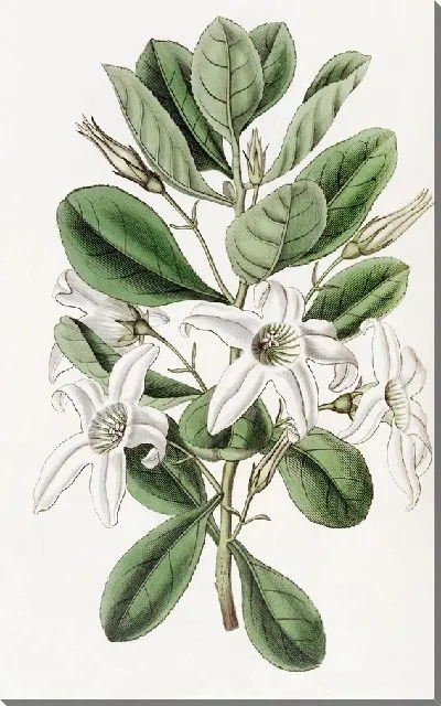 Картина Липкий антоцерцис (1815-1819)