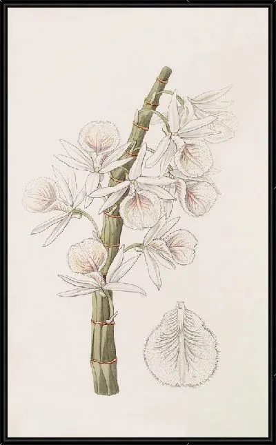 Картина Мелово-белый Дендроб (1815-1819)