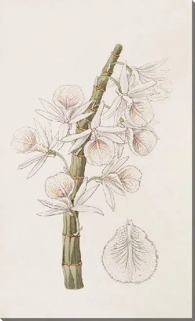 Картина Мелово-белый Дендроб (1815-1819)
