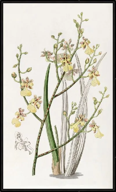 Картина Онцидиум зубчатолистный (1815-1819)