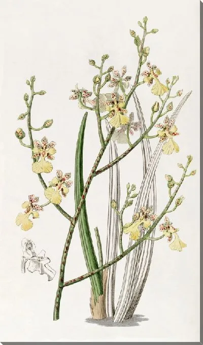 Картина Онцидиум зубчатолистный (1815-1819)