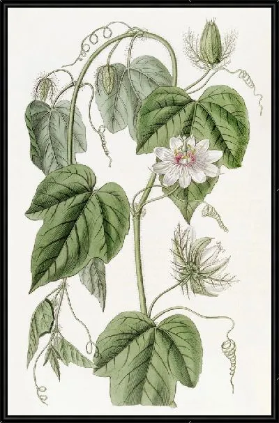 Картина Пассифлора хлопковолистная (1815-1819)