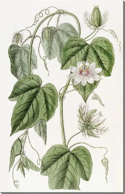 Картина Пассифлора хлопковолистная (1815-1819)