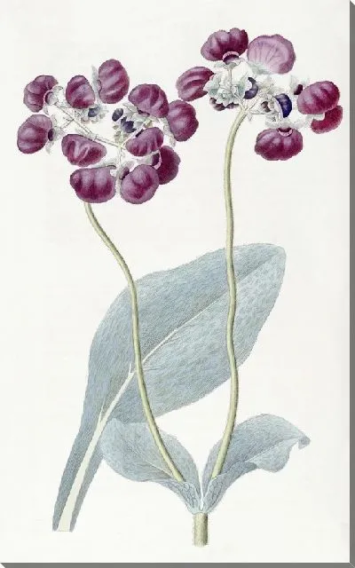 Картина Паутина-башмачок (1815-1819)