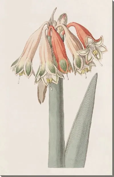 Картина Переменчивая Кобургия (1815-1819)