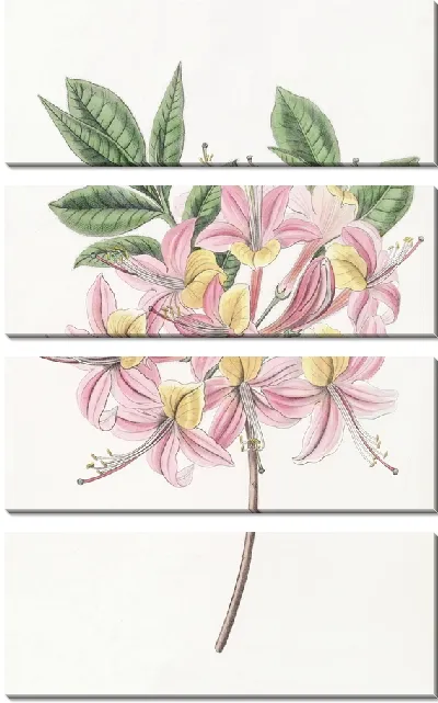 Картина Переменчивая понтийская азалия (1815-1819)