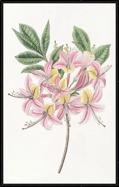 Картина Переменчивая понтийская азалия (1815-1819)