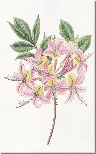 Картина Переменчивая понтийская азалия (1815-1819)