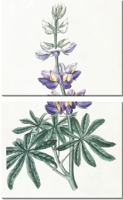 Картина Переменчивый Люпен (1815-1819)