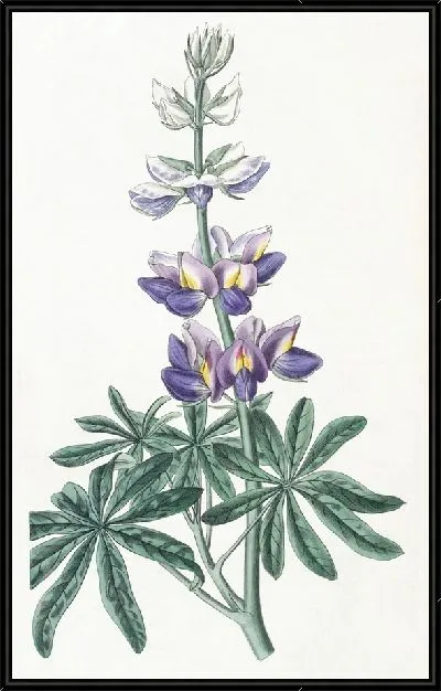 Картина Переменчивый Люпен (1815-1819)