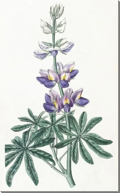 Картина Переменчивый Люпен (1815-1819)