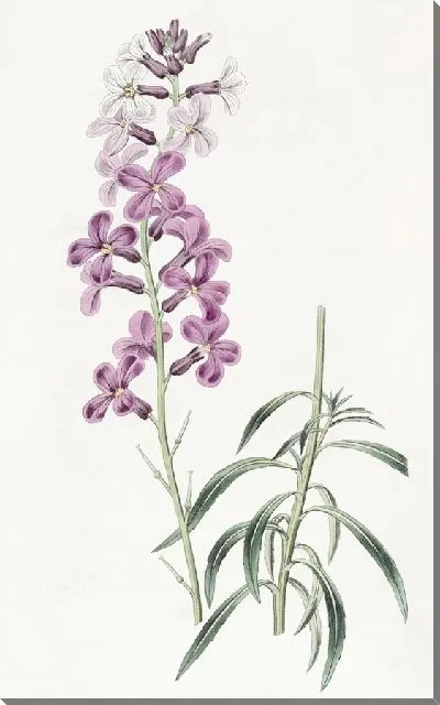 Картина Переменчивый настенный цветок (1815-1819)