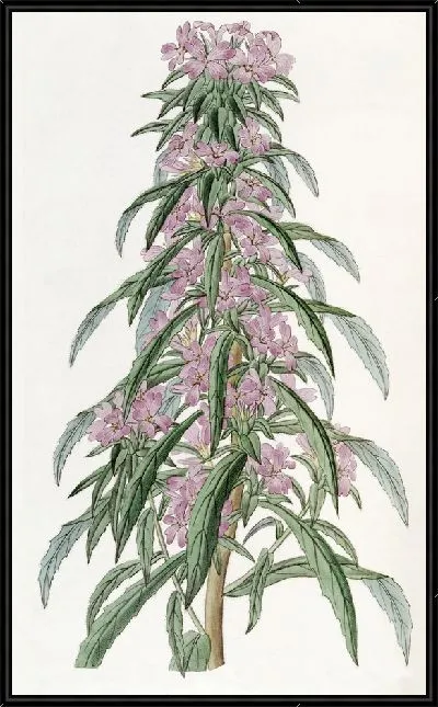 Картина Примула вечерняя мелкоцветковая (1815-1819)