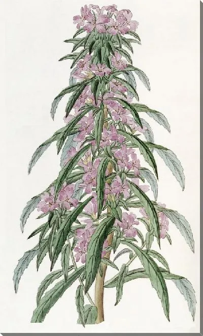 Картина Примула вечерняя мелкоцветковая (1815-1819)