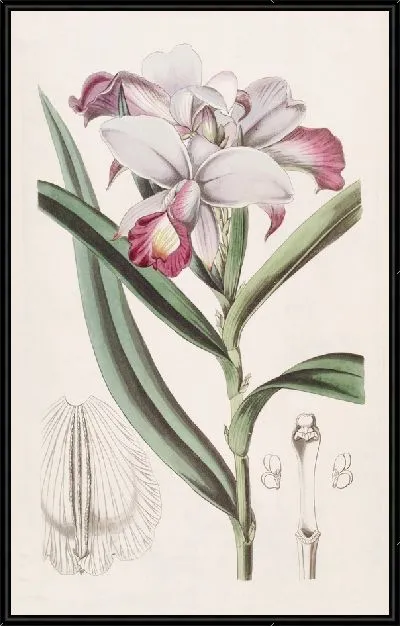 Картина Ридорхис мелкоцветковый (1815-1819)