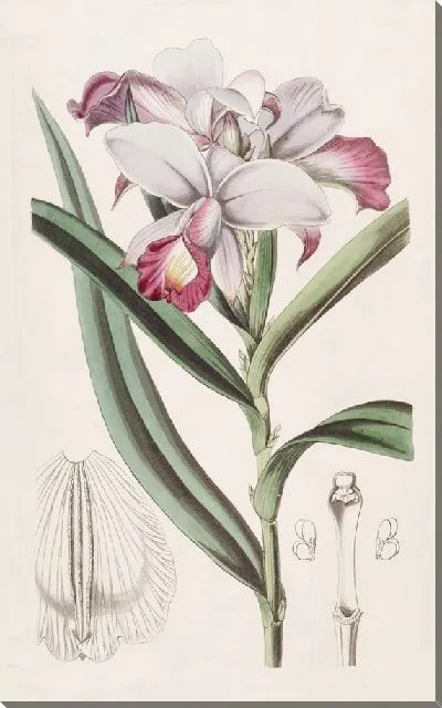 Картина Ридорхис мелкоцветковый (1815-1819)