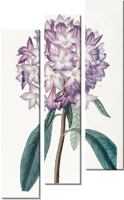 Картина Рододендрон Картона (1815-1819)