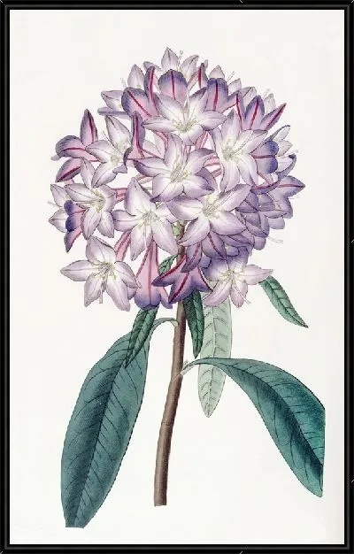 Картина Рододендрон Картона (1815-1819)