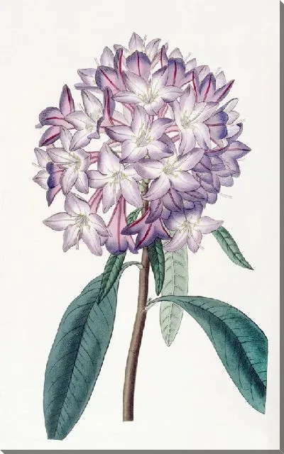 Картина Рододендрон Картона (1815-1819)