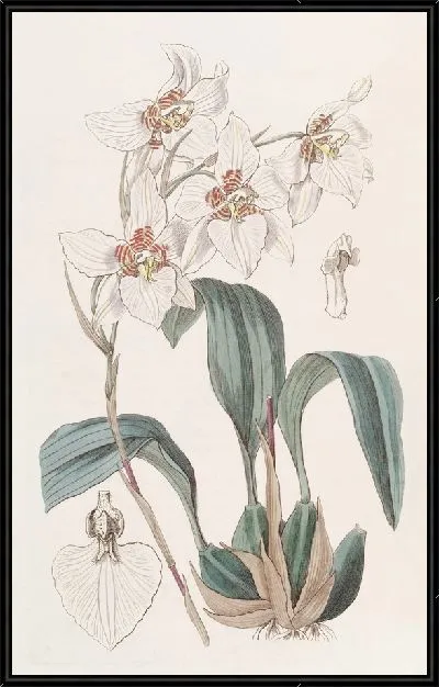 Картина Сервантес Зубастый (1815-1819)