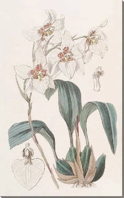 Картина Сервантес Зубастый (1815-1819)