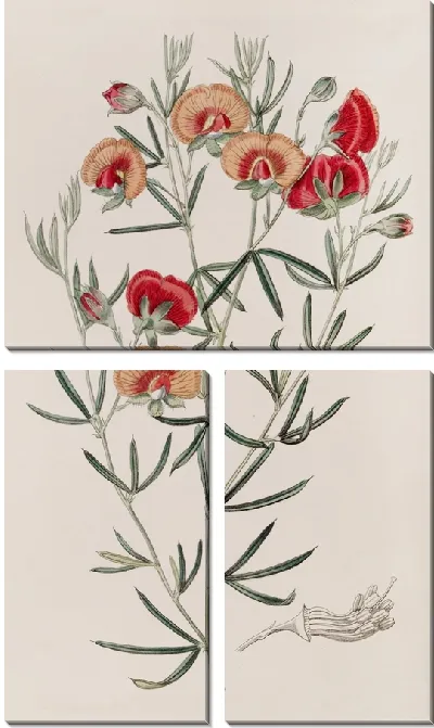 Картина Сменный гомфолобий (1815-1819)
