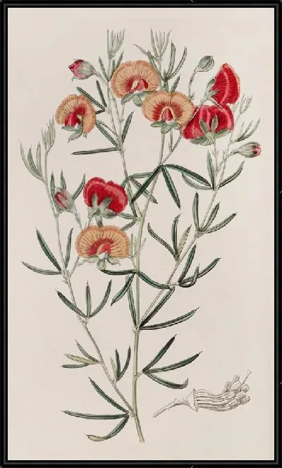 Картина Сменный гомфолобий (1815-1819)