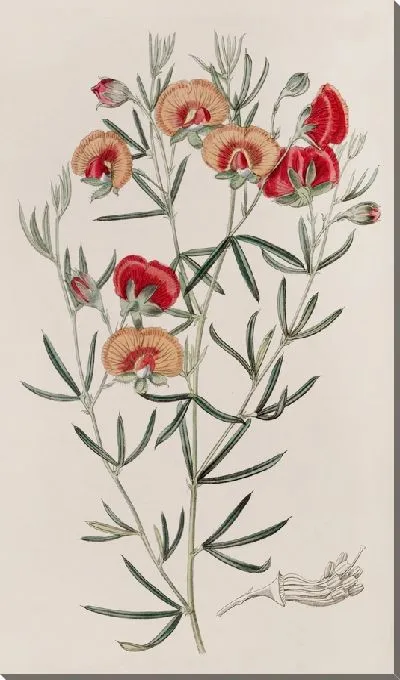 Картина Сменный гомфолобий (1815-1819)