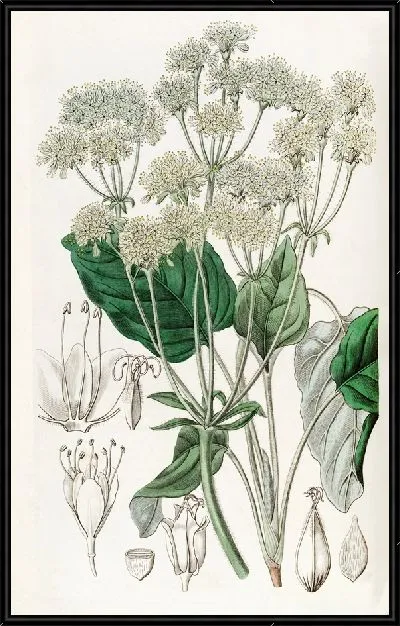 Картина Соединение Эриогона (1815-1819)