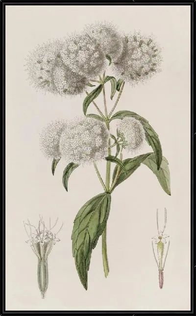 Картина Стевия узкоголовая (1815-1819)