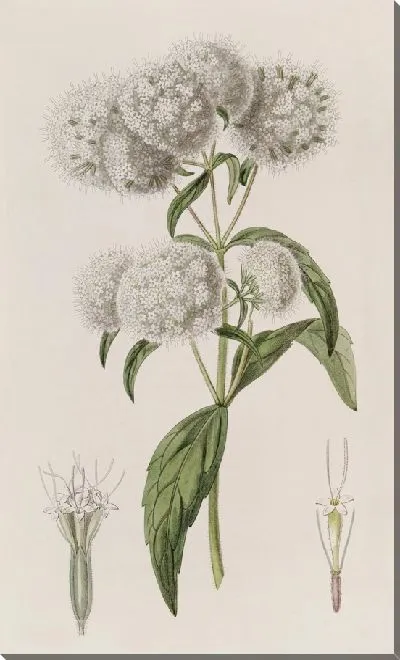Картина Стевия узкоголовая (1815-1819)