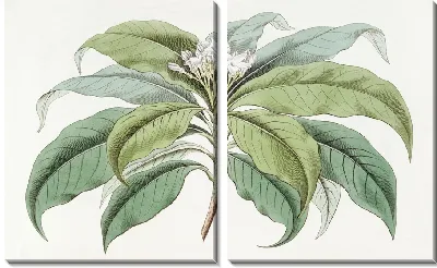 Картина Табернамонтана мелкоцветковая (1815-1819)