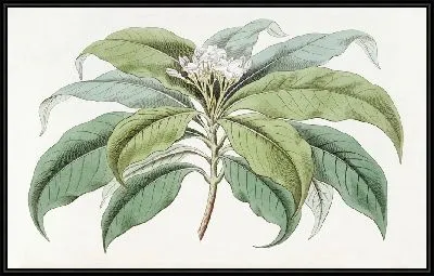 Картина Табернамонтана мелкоцветковая (1815-1819)