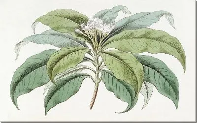 Картина Табернамонтана мелкоцветковая (1815-1819)