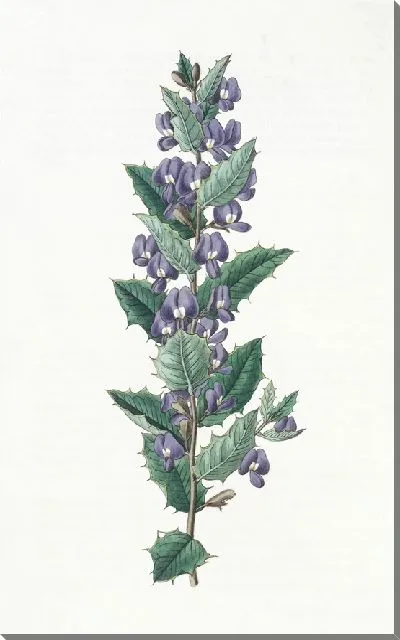 Картина Ховеа Ховеа листовидная (1815-1819)