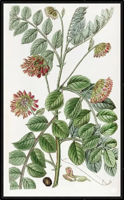 Картина Хозакия ползучая (1815-1819)