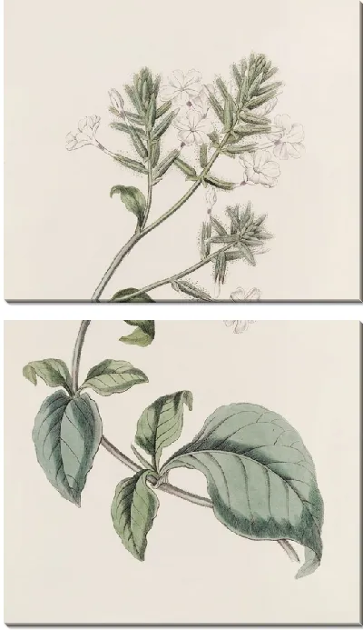 Картина Цейлон Лидворт (1815-1819)