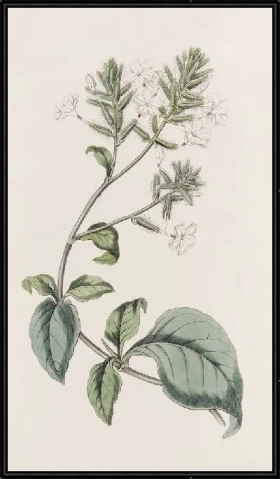 Картина Цейлон Лидворт (1815-1819)