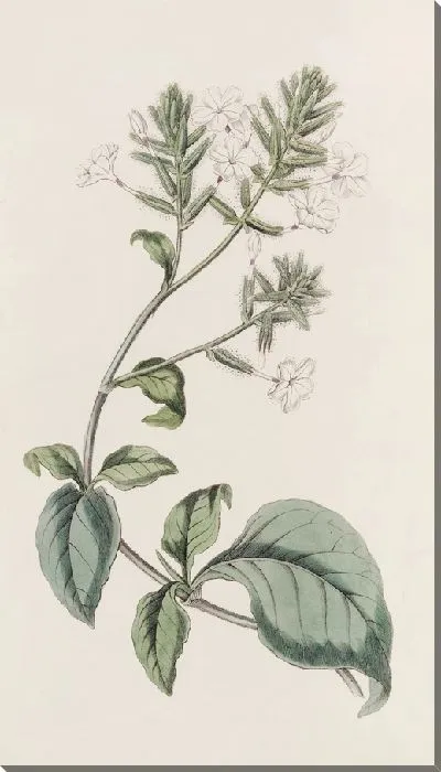Картина Цейлон Лидворт (1815-1819)