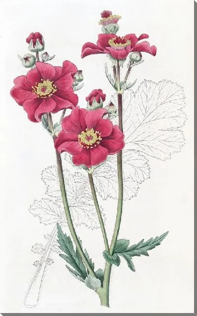 Картина Чилиан Гым (1815-1819)