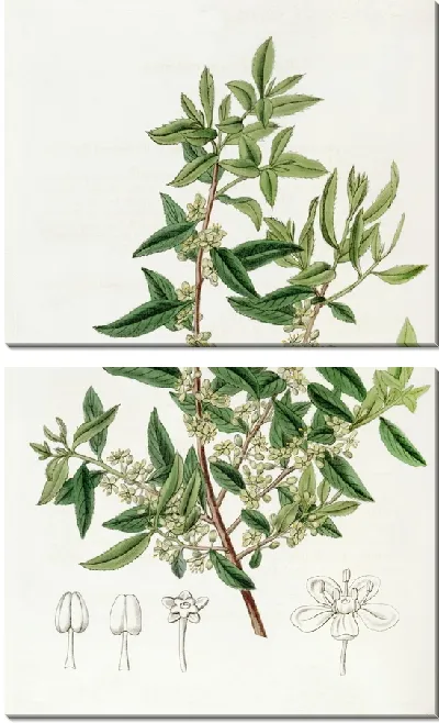 Картина Чилиан Майтен (1815-1819)