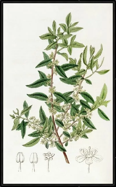 Картина Чилиан Майтен (1815-1819)