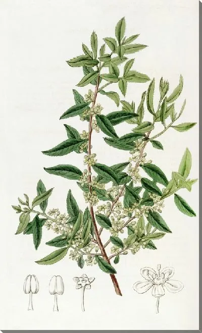 Картина Чилиан Майтен (1815-1819)
