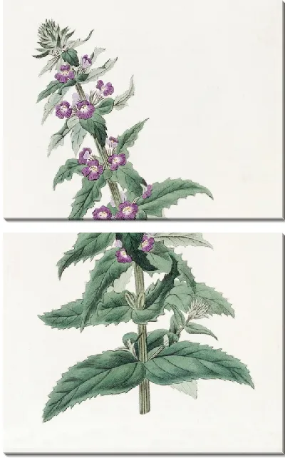 Картина Чилийская Стемодия (1815-1819)