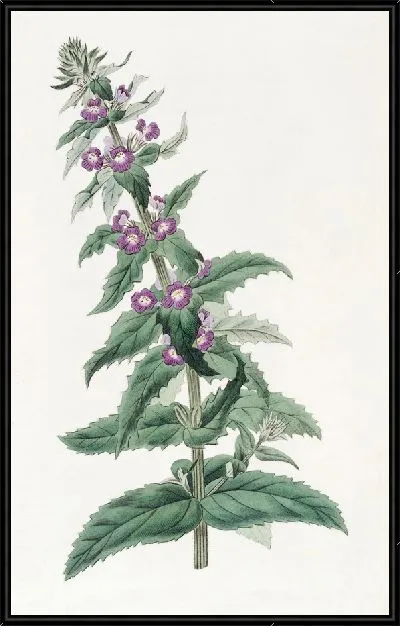 Картина Чилийская Стемодия (1815-1819)