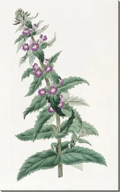 Картина Чилийская Стемодия (1815-1819)