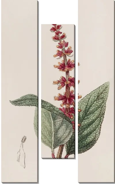 Картина Шалфей мелкоцветковый (1815-1819)