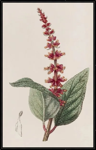 Картина Шалфей мелкоцветковый (1815-1819)